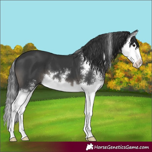 Horse Color:Black Sabino Splash 