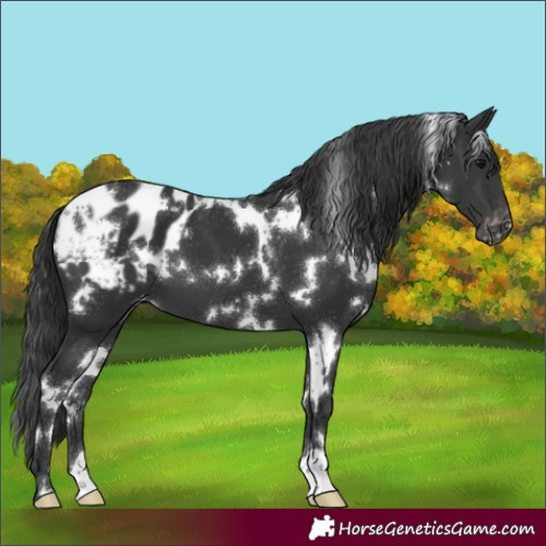 Horse Color:White Spotted Black Blanket 