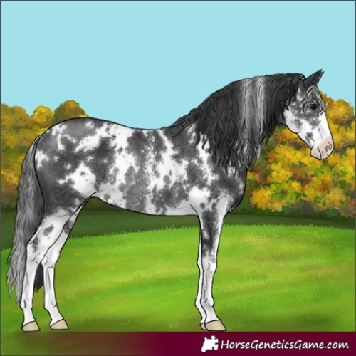Horse Color:White Spotted Black Sabino Rabicano