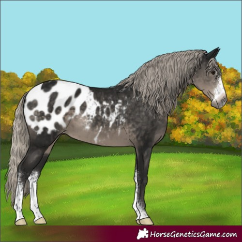 Horse Color:Gray Silver Smoky Black Sabino Appaloosa 