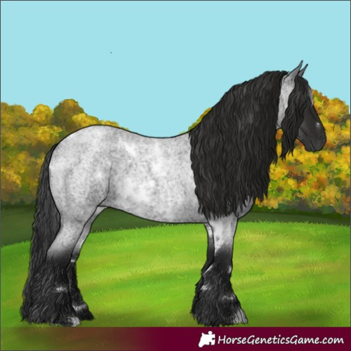 Horse Color:Gray White Spotted Blue Roan