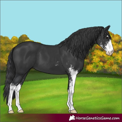 Horse Color:Black Sabino 