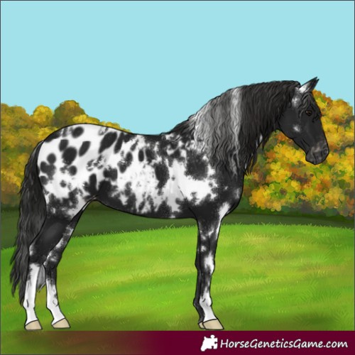 Horse Color:Gray White Spotted Smoky Black Appaloosa