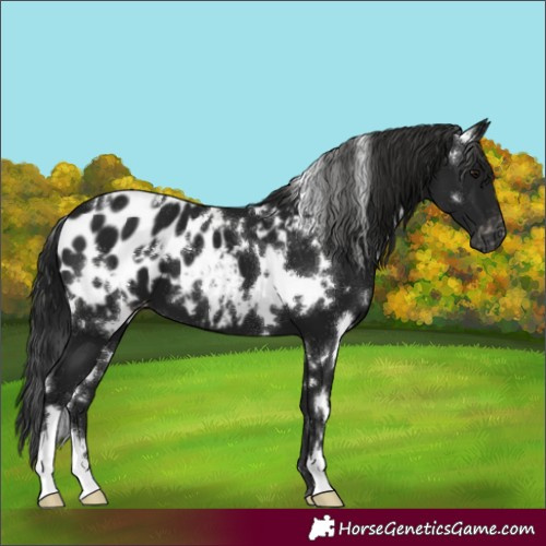 Horse Color:Gray White Spotted Smoky Black Blanket 