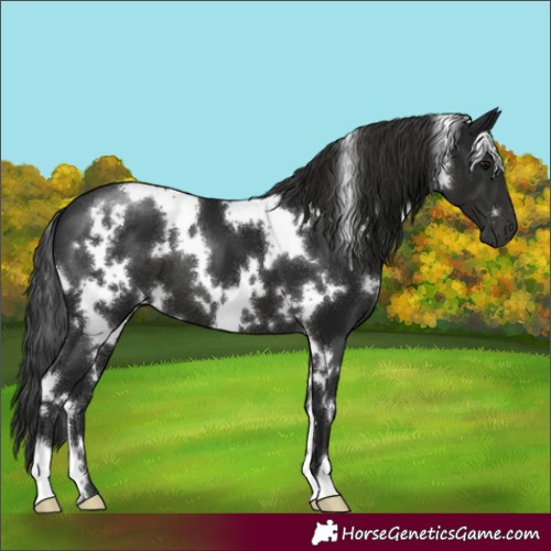 Horse Color:Gray White Spotted Black 