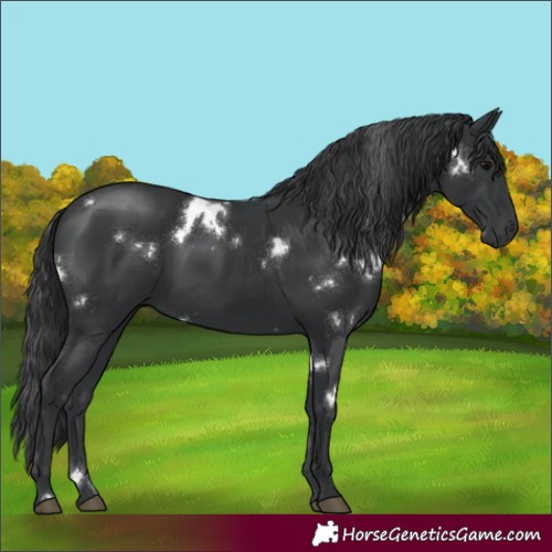 Horse Color:White Spotted Black 