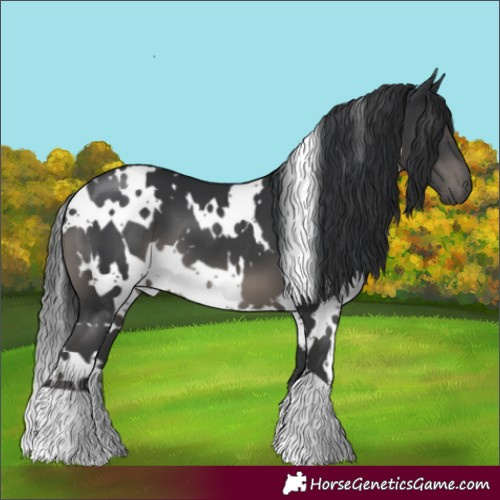 Horse Color:White Spotted Black 