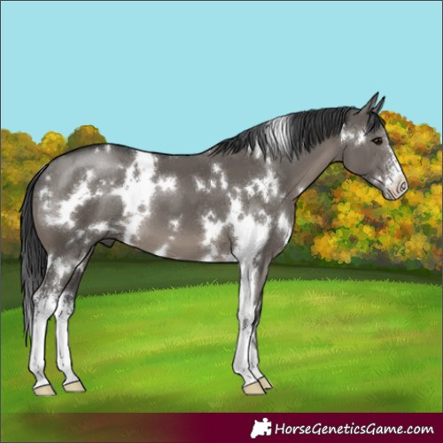 Horse Color:White Spotted Grullo Sabino 