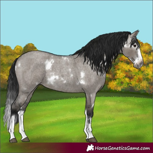 Horse Color:Gray White Spotted Grullo Roan Splash 
