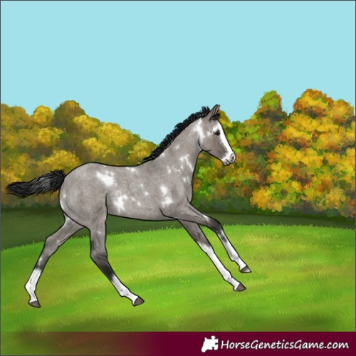 Horse Color:Gray White Spotted Grullo Roan Splash