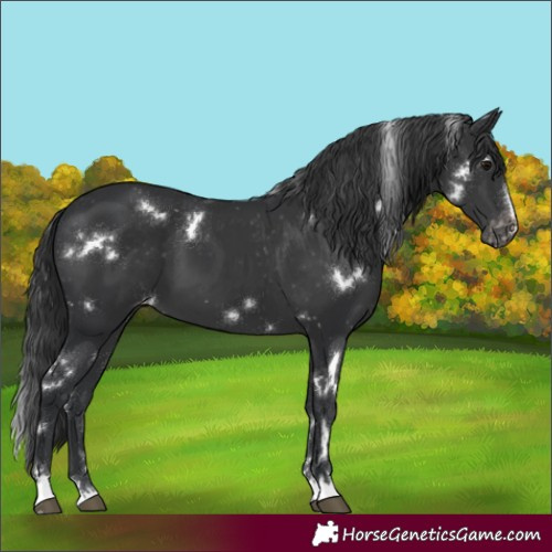 Horse Color:White Spotted Black Appaloosa