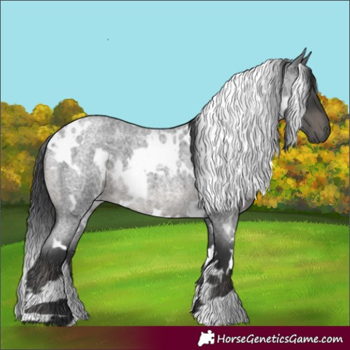 Horse Color:White Spotted Blue Roan 