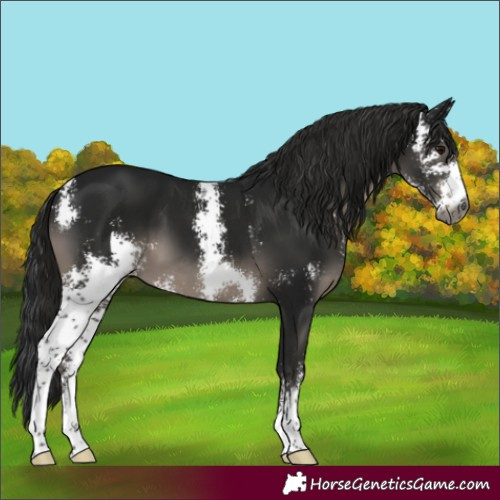 Horse Color:Gray Smoky Black Sabino