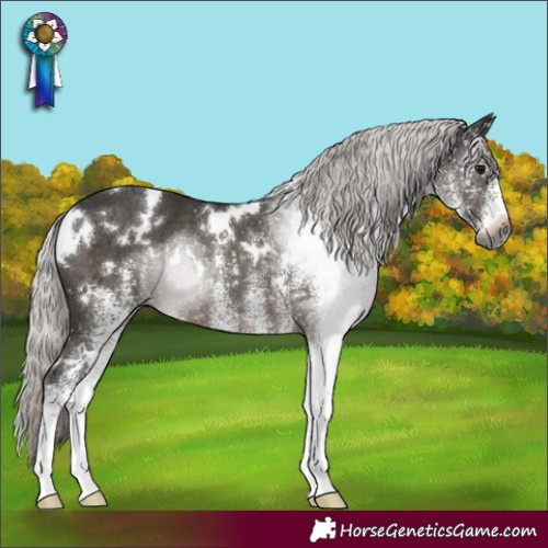 Horse Color:Gray White Spotted Silver Black Rabicano