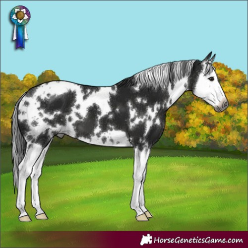 Horse Color:Gray White Spotted Black Splash