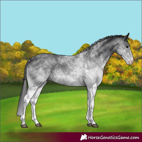 Horse Color:White Spotted Black
