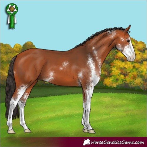Horse Color:Bay Sabino