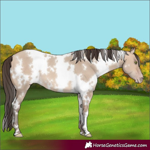 Horse Color:White Spotted Amber Champagne Dun