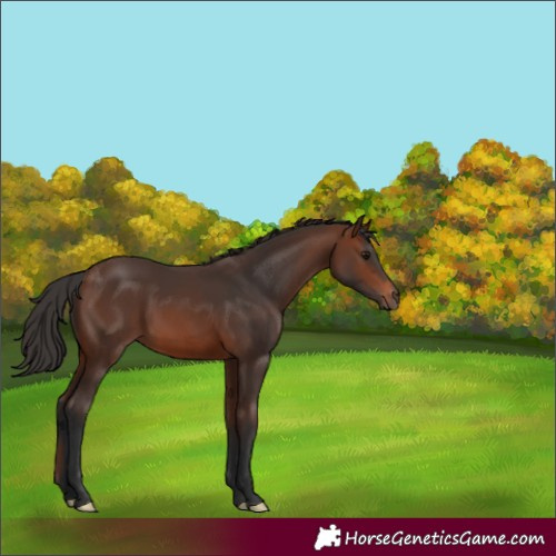 Horse Color:Brown