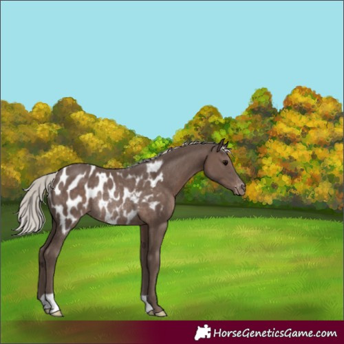 Horse Color:Silver Black Appaloosa Rabicano 