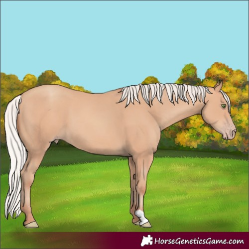 Horse Color:Silver Amber Champagne 