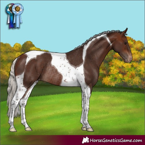 Horse Color:Silver Brown Tobiano Appaloosa Rabicano