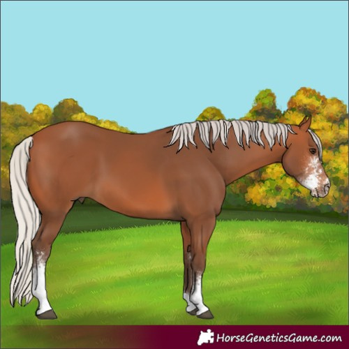 Horse Color:Silver Bay Sabino