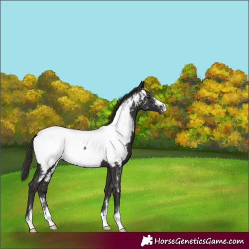 Horse Color:Liver Chestnut Near Fewspot Rabicano