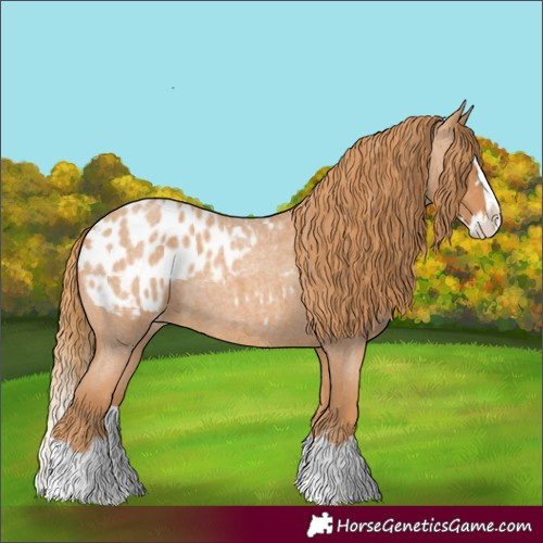 Horse Color:Red Roan Splash Appaloosa