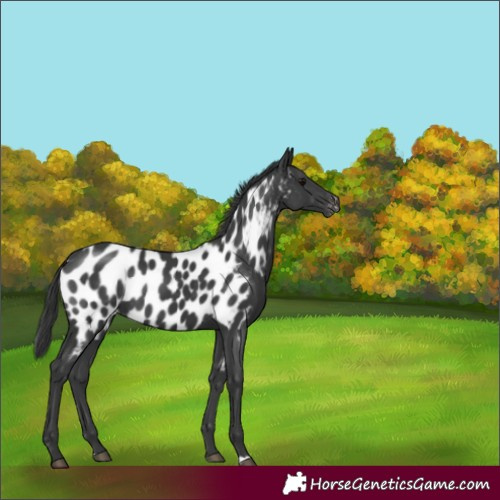 Horse Color:Black Appaloosa Rabicano