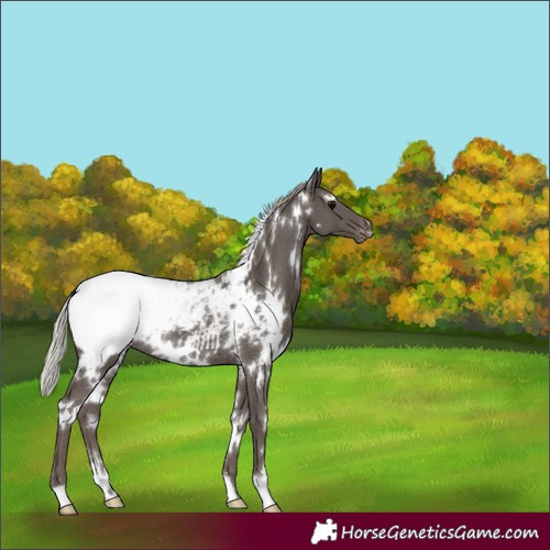 Horse Color:White Spotted Silver Black Snowcap Rabicano
