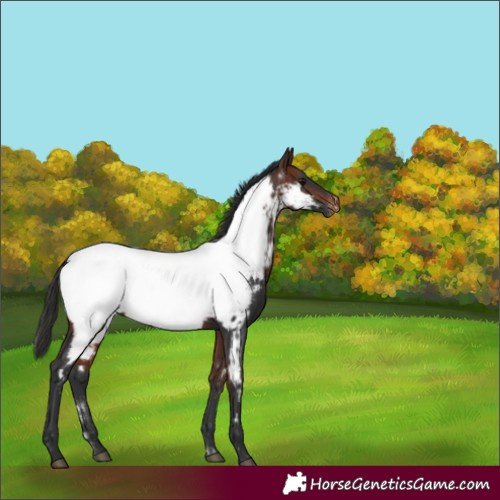 Horse Color:Bay Near Fewspot Rabicano