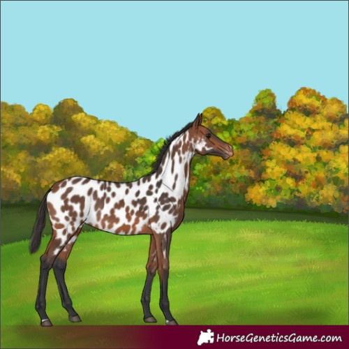 Horse Color:Bay Appaloosa Rabicano