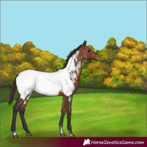 Horse Color:Bay Tobiano Near Fewspot Rabicano 