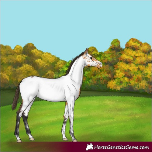 Horse Color:Buckskin Near Fewspot Rabicano