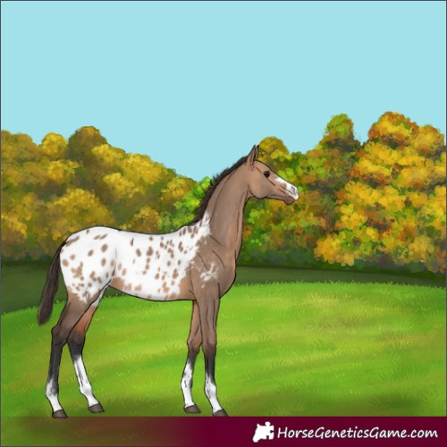 Horse Color:Bay Dun Blanket Rabicano 