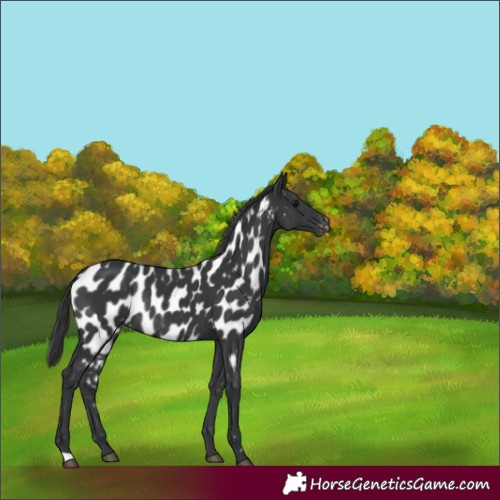 Horse Color:Black Appaloosa Rabicano