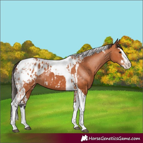 Horse Color:Bay Splash Tobiano Blanket  and Bay Splash Tobiano Blanket 