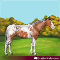 Horse Color:Bay Splash Tobiano Blanket  and Bay Splash Tobiano Blanket 