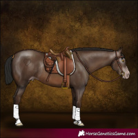 Horse Color:Gray Sable Champagne Rabicano