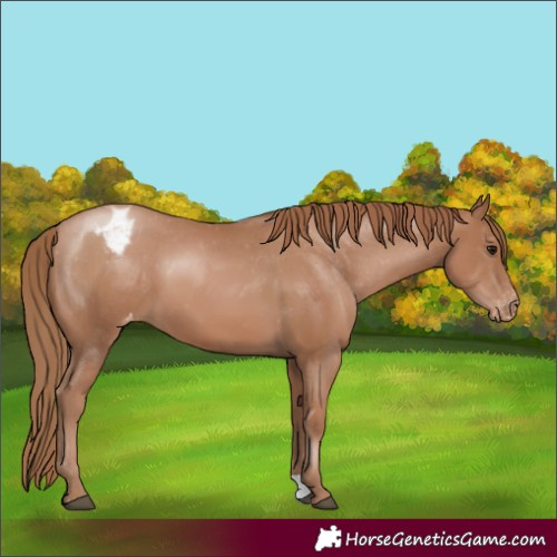 Horse Color:Black Pearl Appaloosa