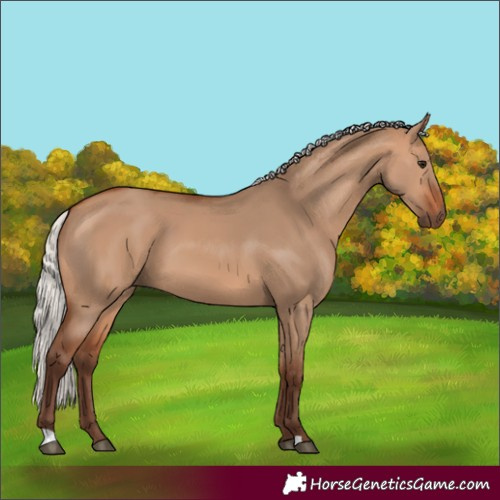 Horse Color:Silver Bay Dun 
