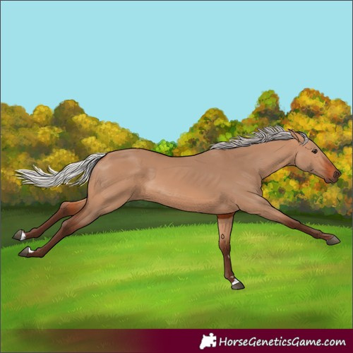 Horse Color:Silver Bay Dun 