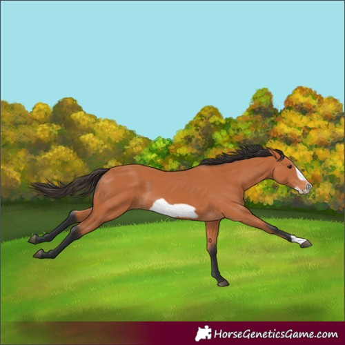 Horse Color:Bay Frame 