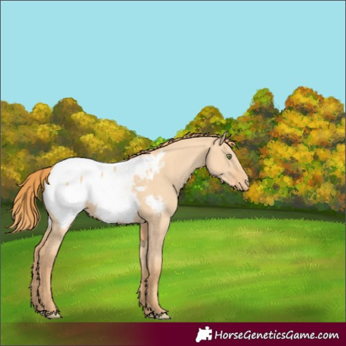 Horse Color:Gold Champagne Dun Snowcap Rabicano 