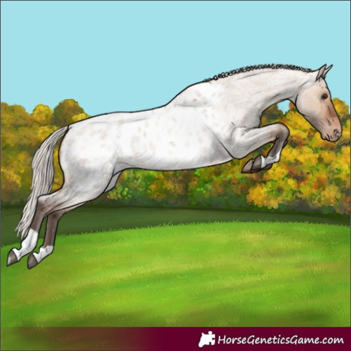 Horse Color:Silver Brown Roan Dun Appaloosa 