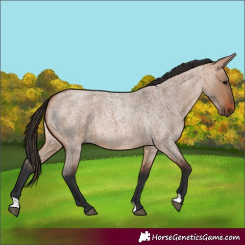 Horse Color:Bay Roan Dun