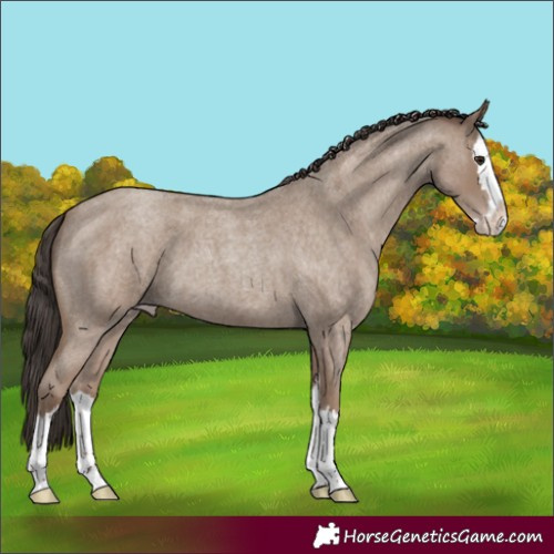 Horse Color:Classic Champagne Roan Splash