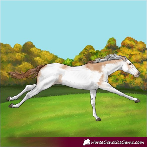 Horse Color:White Spotted Red Dun Frame 