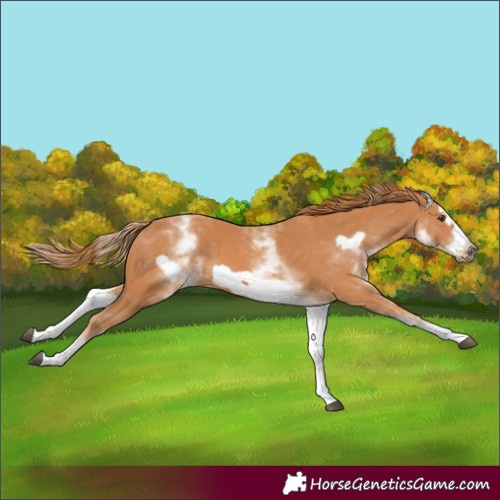 Horse Color:White Spotted Chestnut Frame 
